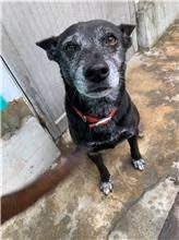 The dog, from the shelter's listing