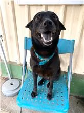 The dog, from the shelter's listing