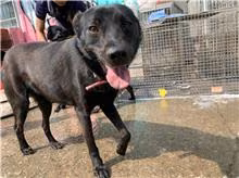 The dog, from the shelter's listing