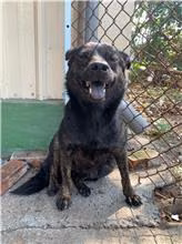 The dog, from the shelter's listing
