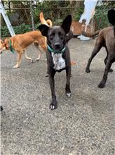 The dog, from the shelter's listing