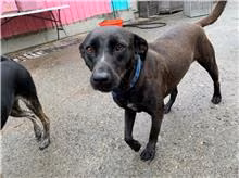 The dog, from the shelter's listing