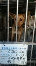 The dog, from the shelter's listing