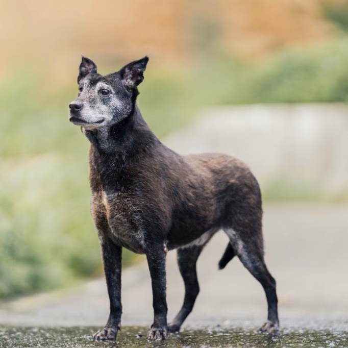 The dog, from the shelter's listing