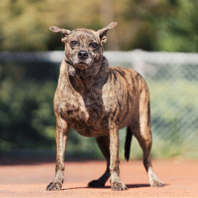 The dog, from the shelter's listing