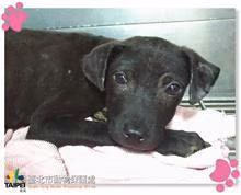 The dog, from the shelter's listing
