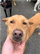 The dog, from the shelter's listing