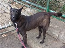 The dog, from the shelter's listing