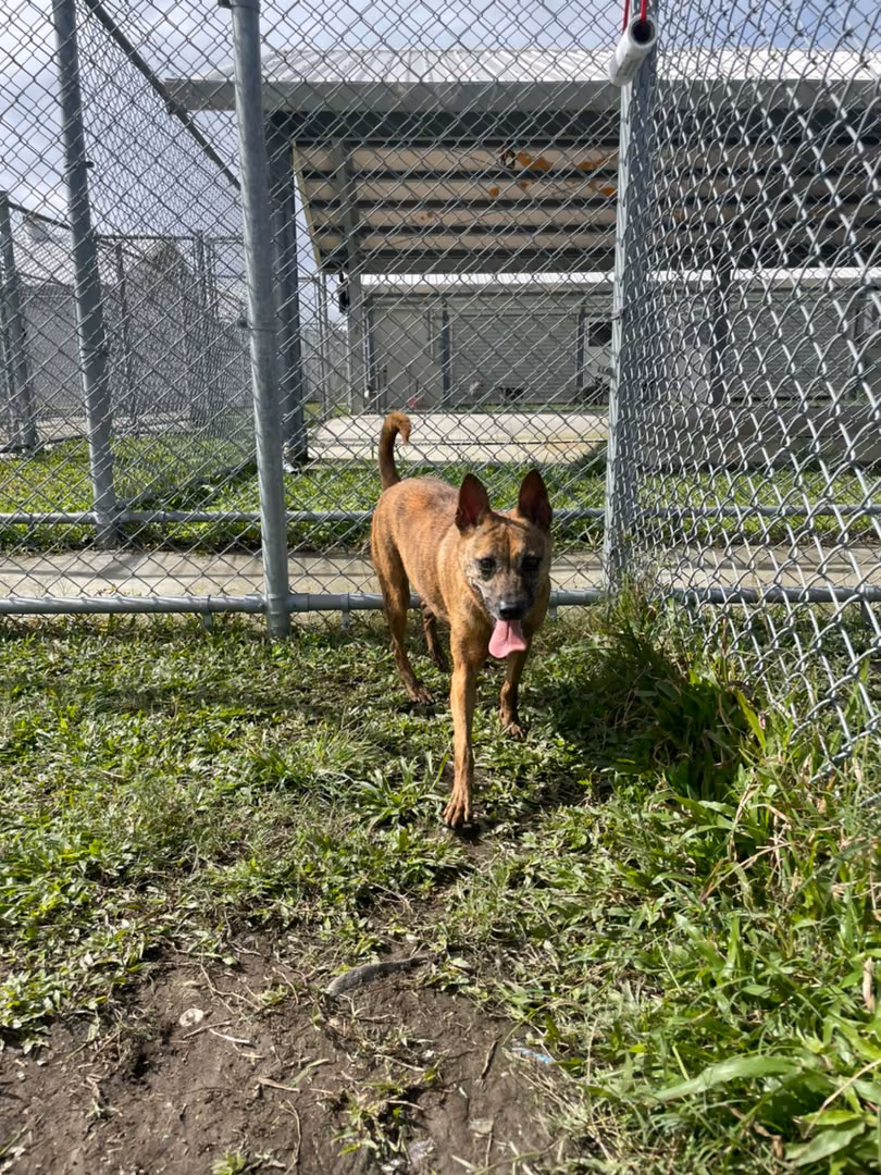 The dog, from the shelter's listing