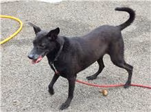 The dog, from the shelter's listing