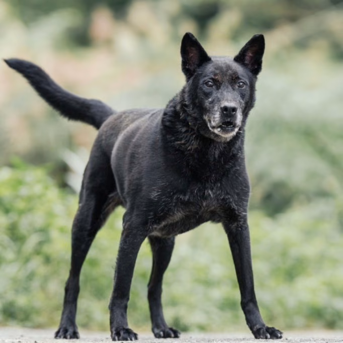 The dog, from the shelter's listing