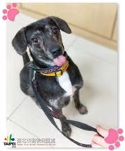 The dog, from the shelter's listing