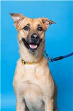 The dog, from the shelter's listing