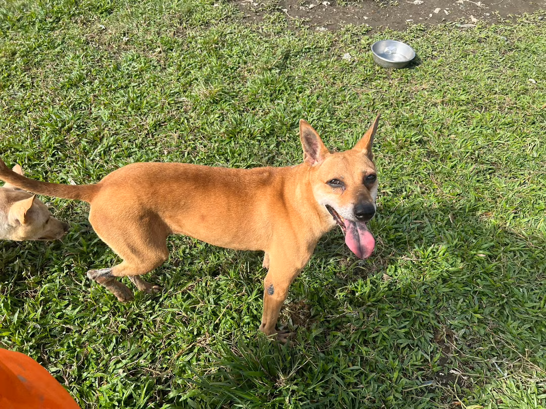 The dog, from the shelter's listing