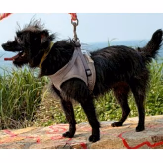 The dog, from the shelter's listing