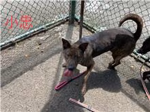 The dog, from the shelter's listing