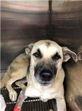 The dog, from the shelter's listing