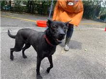 The dog, from the shelter's listing