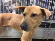 The dog, from the shelter's listing