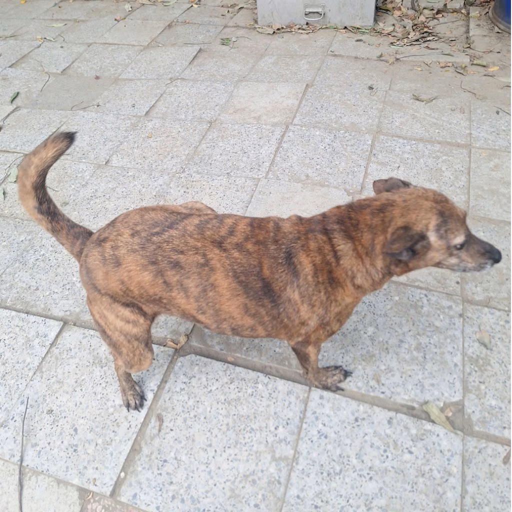 The dog, from the shelter's listing