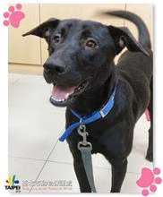 The dog, from the shelter's listing