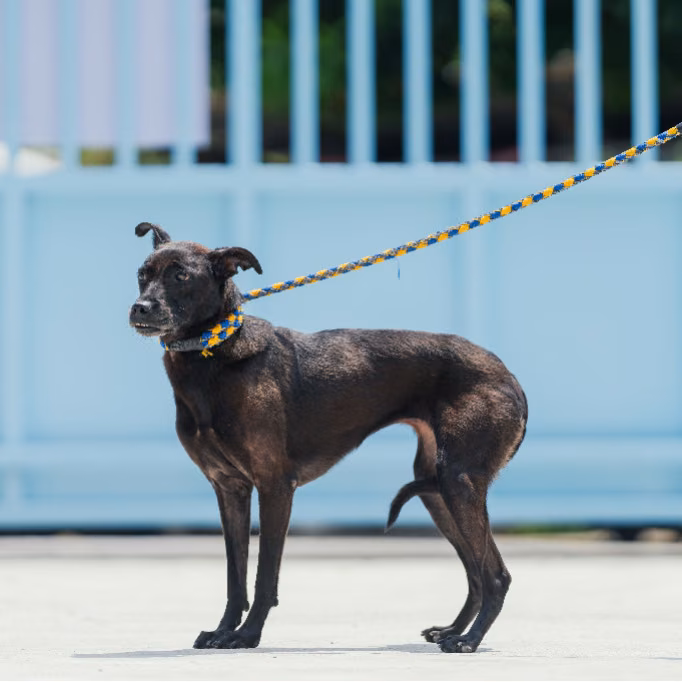 The dog, from the shelter's listing