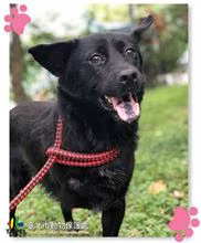 The dog, from the shelter's listing