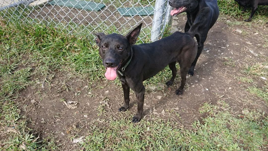 The dog, from the shelter's listing