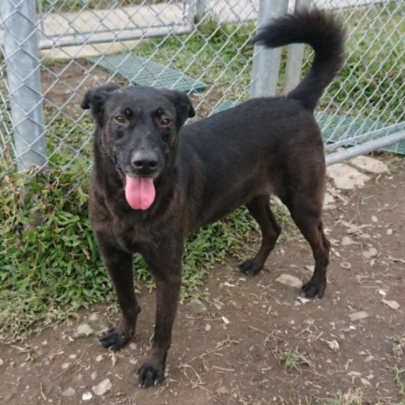 The dog, from the shelter's listing