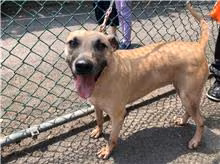 The dog, from the shelter's listing