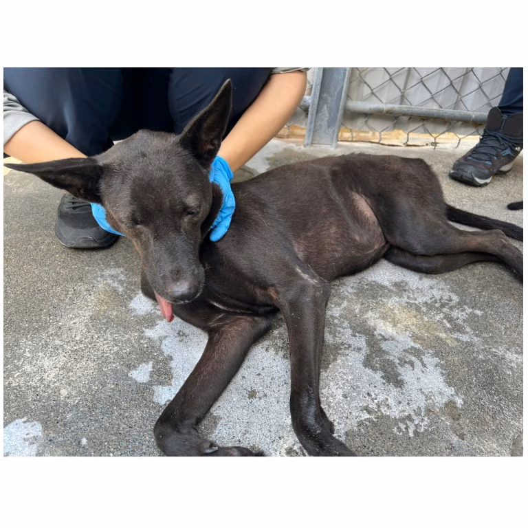 The dog, from the shelter's listing