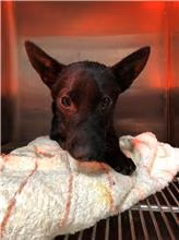 The dog, from the shelter's listing