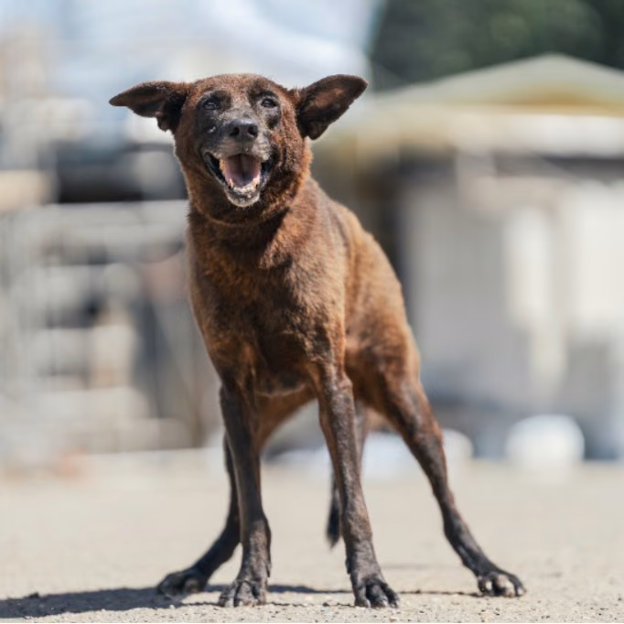 The dog, from the shelter's listing