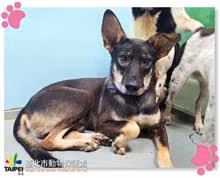 The dog, from the shelter's listing
