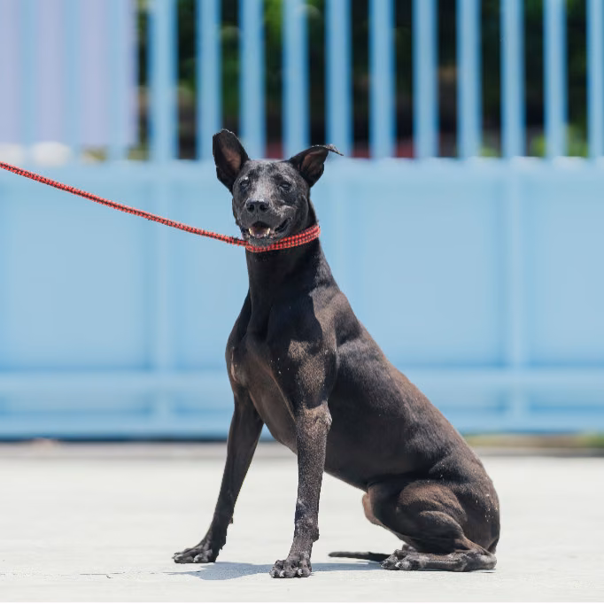 The dog, from the shelter's listing