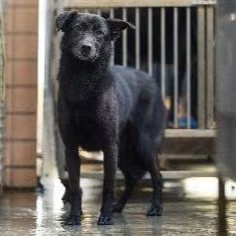The dog, from the shelter's listing