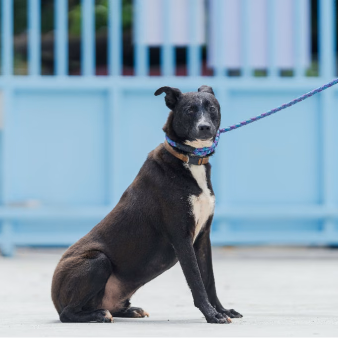The dog, from the shelter's listing