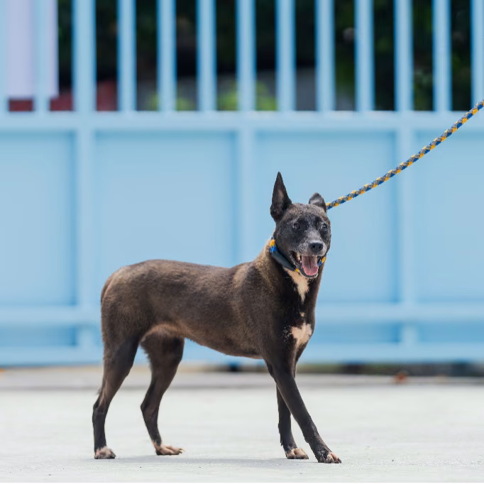 The dog, from the shelter's listing
