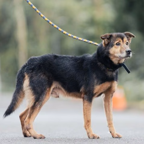 The dog, from the shelter's listing