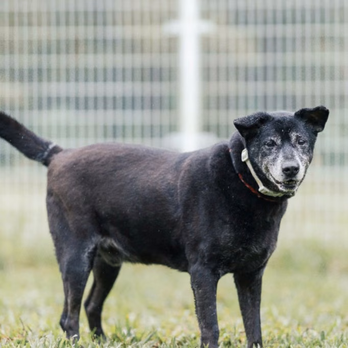 The dog, from the shelter's listing