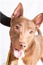 The dog, from the shelter's listing