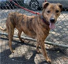 The dog, from the shelter's listing