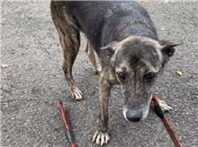 The dog, from the shelter's listing