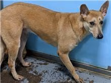 The dog, from the shelter's listing