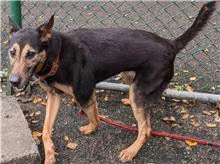 The dog, from the shelter's listing