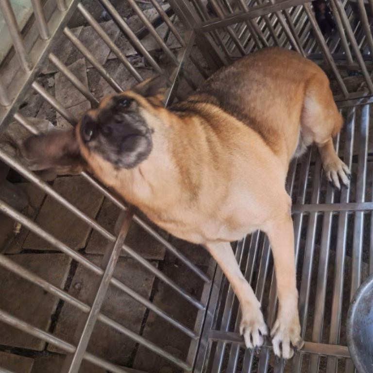 The dog, from the shelter's listing