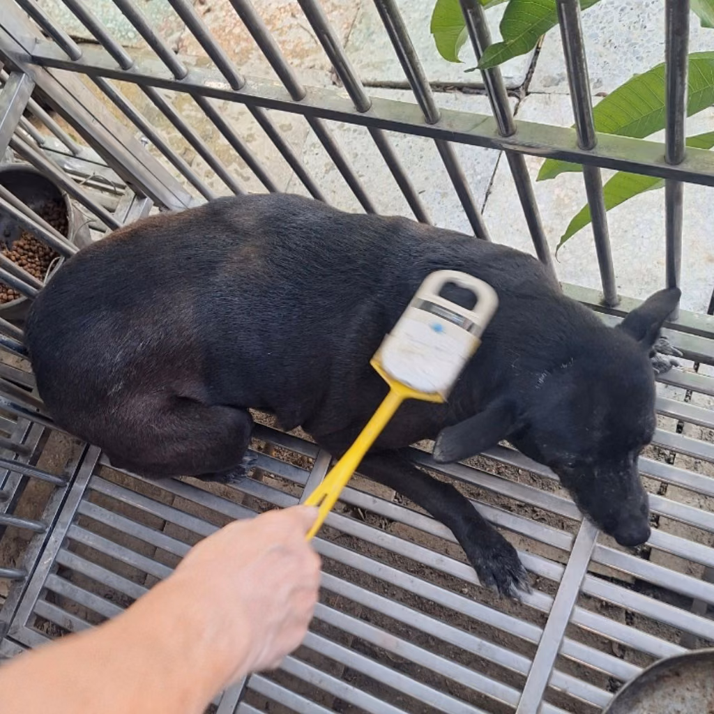 The dog, from the shelter's listing