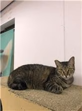 The cat, from the shelter's listing