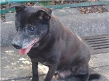 The dog, from the shelter's listing