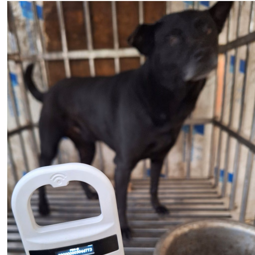 The dog, from the shelter's listing